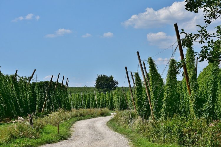 Est-il légal de faire pousser du CBD en France ?